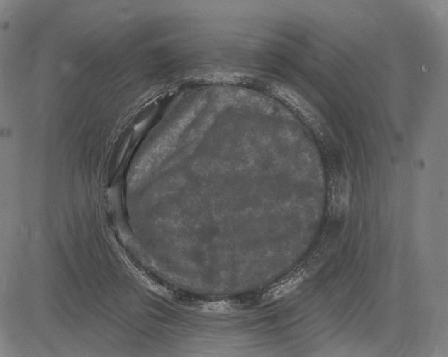 X0000083650309200703051733