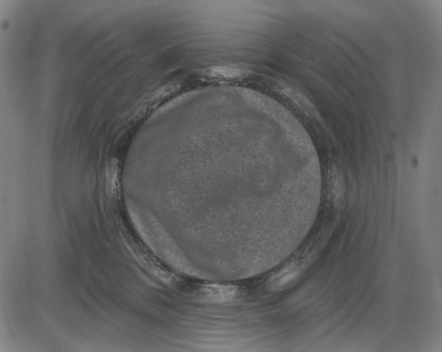 X0000083650328200703051733