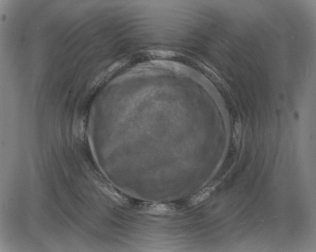 X0000083650330200703051733