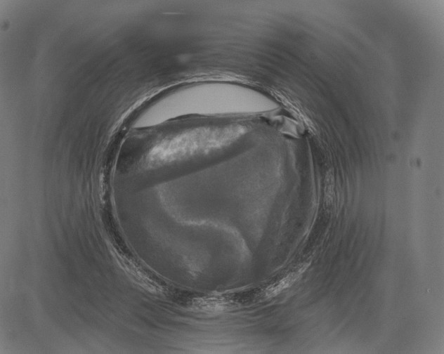 X0000083650351200703051732