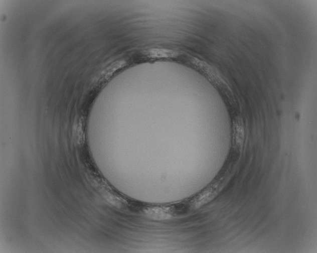 X0000083650422200703051731