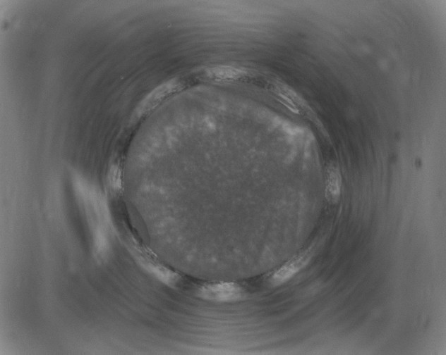 X0000083650431200703051731