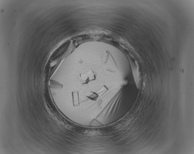X0000083650440200703051730
