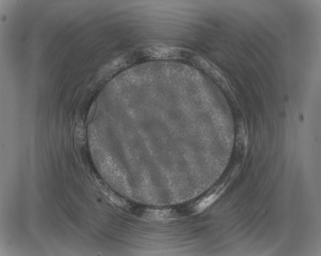 X0000083650469200703051731