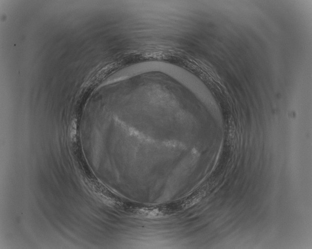 X0000083650502200703051730