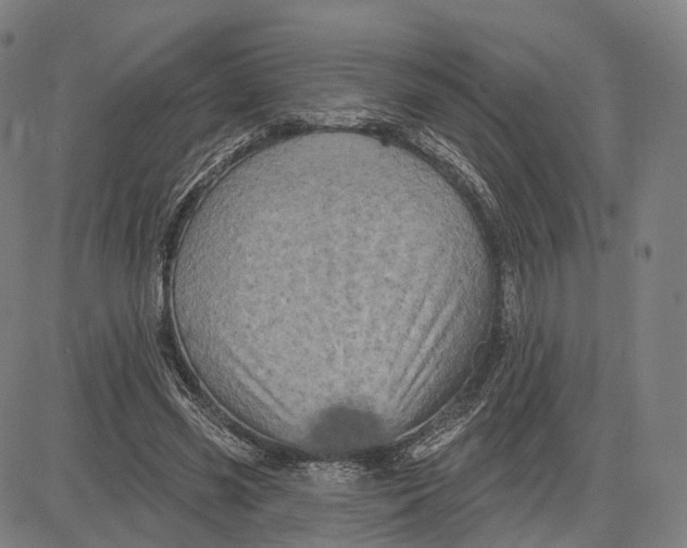 X0000083650541200703051729