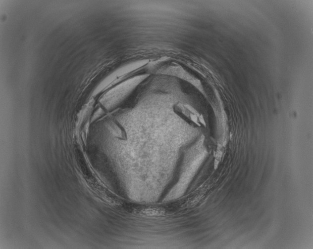 X0000083650546200703051729
