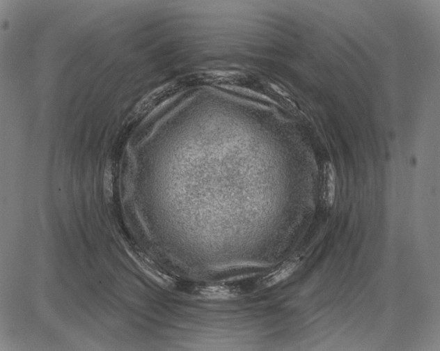 X0000083650562200703051729