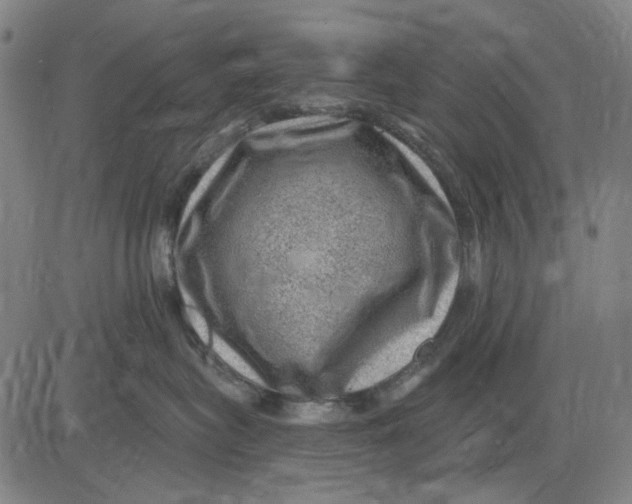 X0000083650575200703051729