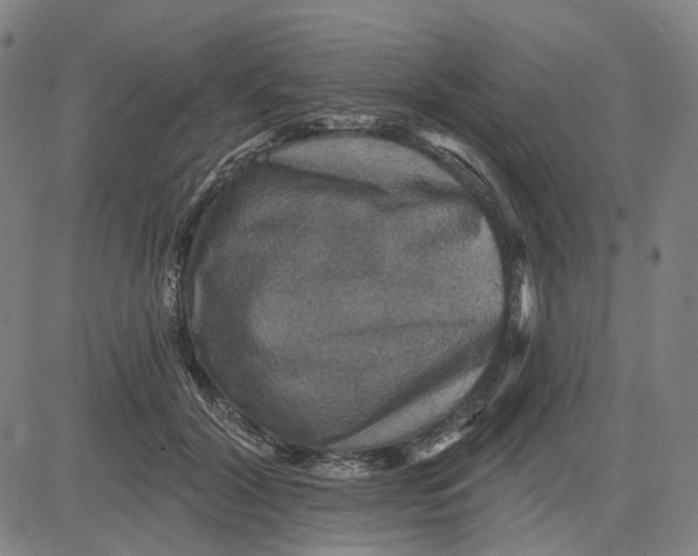 X0000083650604200703051728