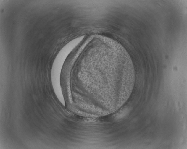 X0000083650624200703051728