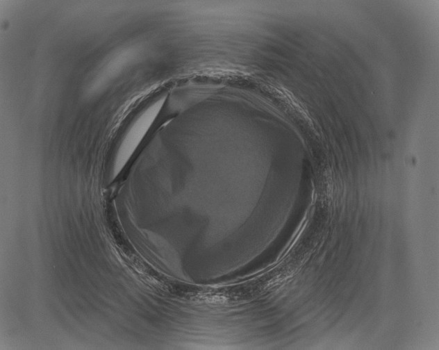 X0000083650640200703051727