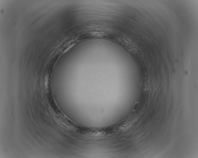 X0000083650646200703051727