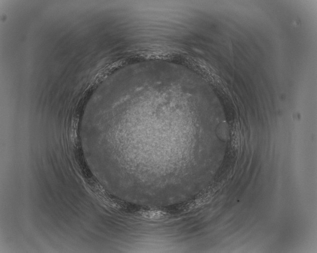 X0000083650695200703051726