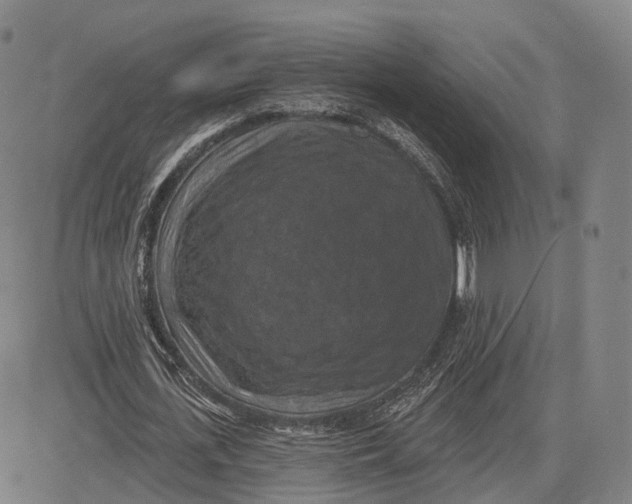 X0000083650723200703051725