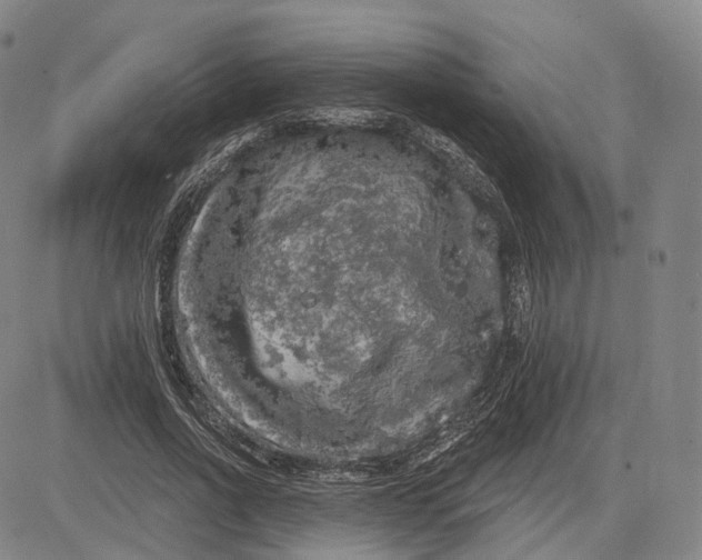X0000083650734200703051725