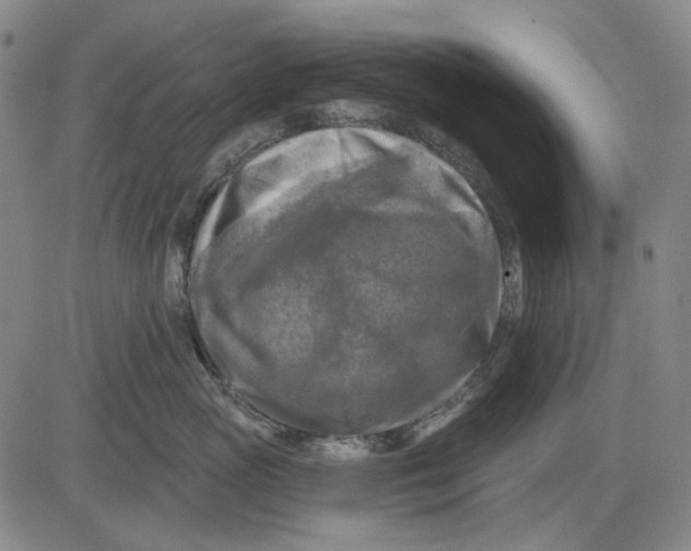 X0000083650765200703051726