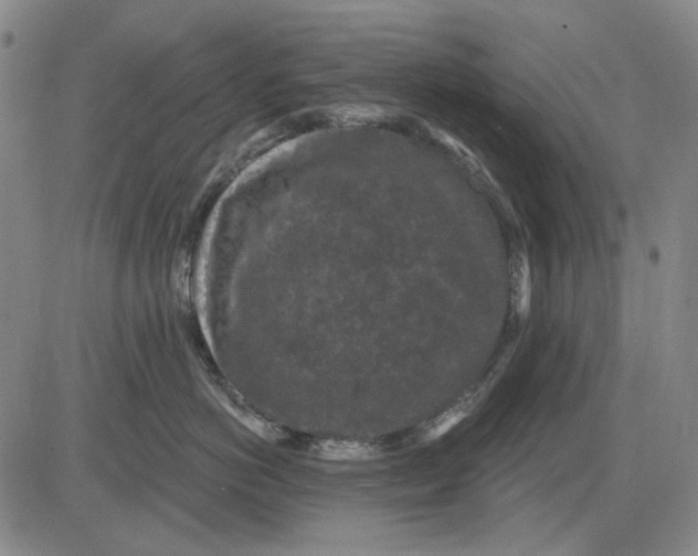 X0000083650766200703051726
