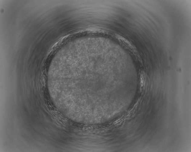 X0000083650776200703051725