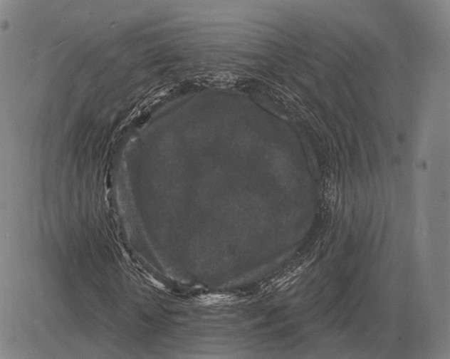 X0000083650818200703051724
