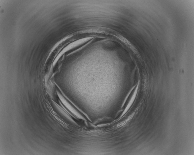 X0000083650830200703051724