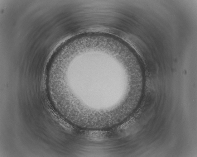 X0000083650832200703051724