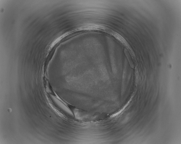 X0000083650842200703051724