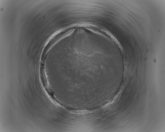 X0000083650853200703051724
