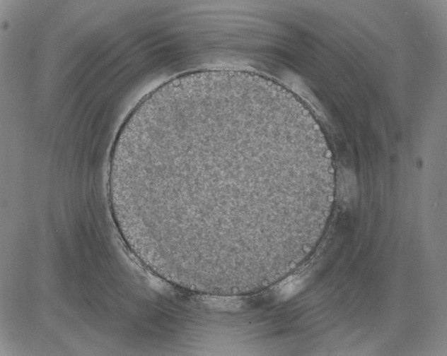 X0000083650856200703051724
