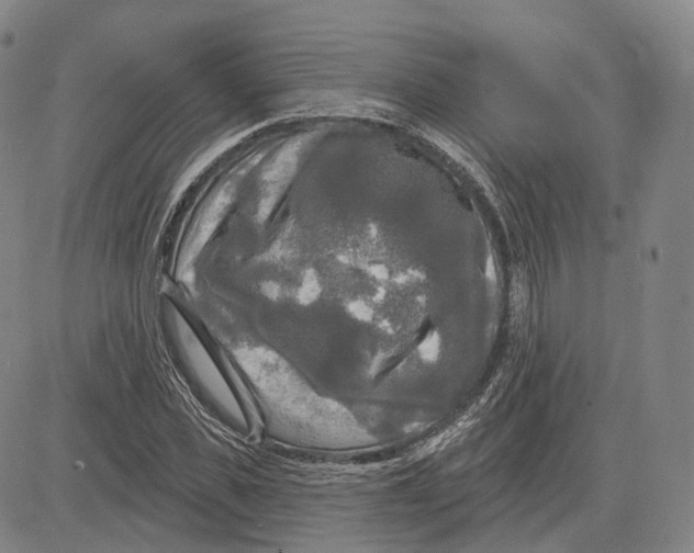 X0000083650925200703051722