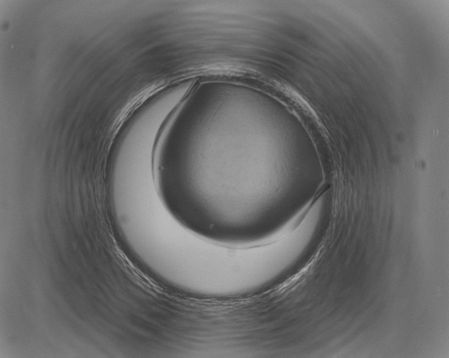 X0000083650930200703051722