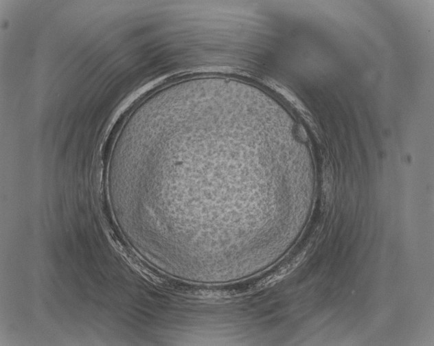 X0000083650933200703051722