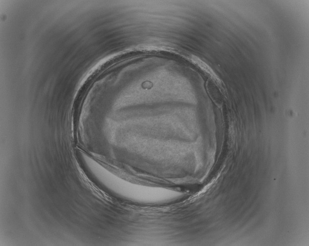 X0000083650934200703051722