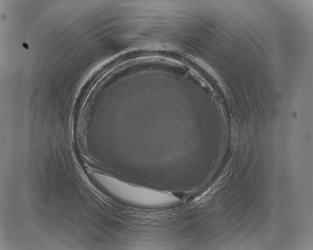 X0000083650935200703051722