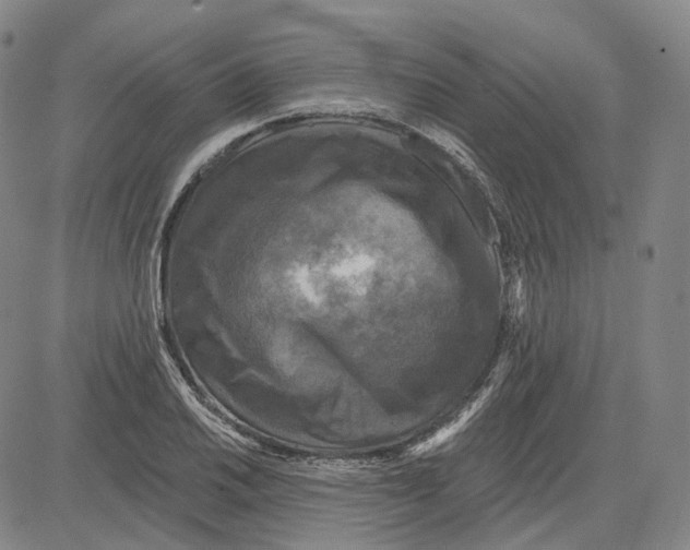 X0000083651030200703051721
