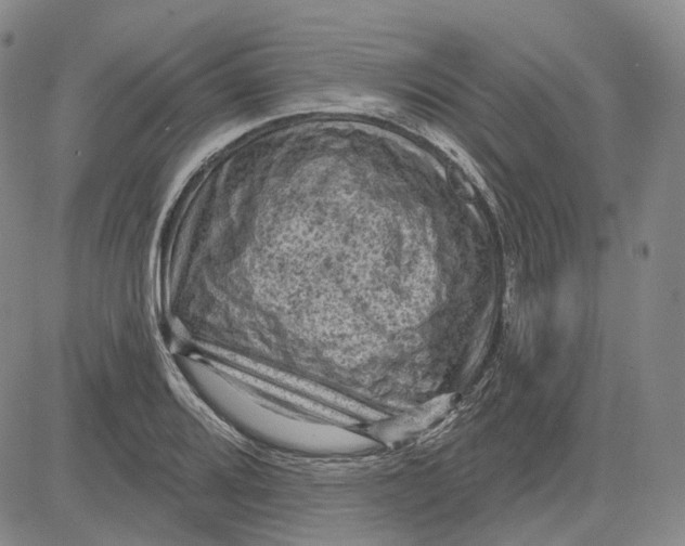 X0000083651080200703051720