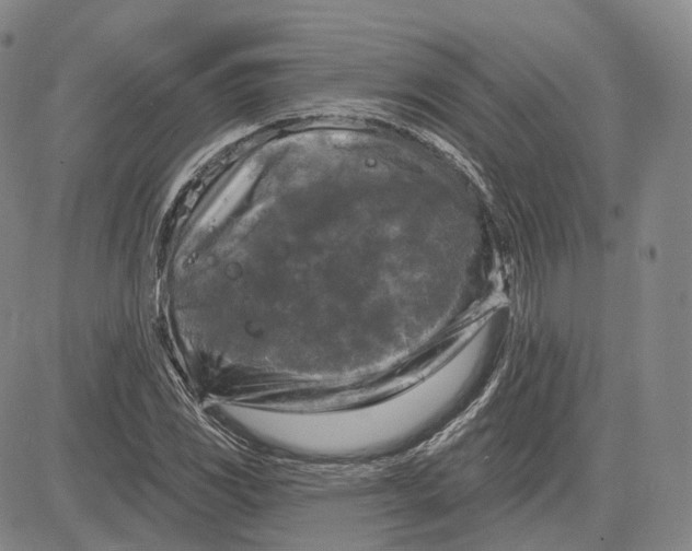 X0000083651117200703051719