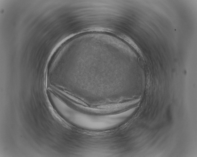 X0000083651132200703051719