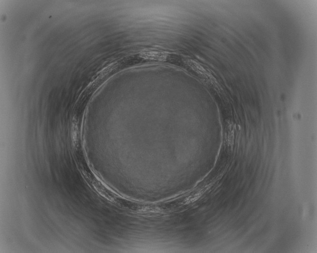 X0000083651154200703051719