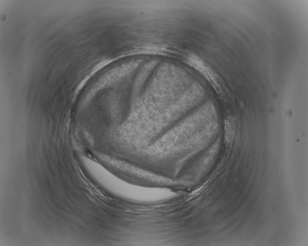 X0000083651260200703051717