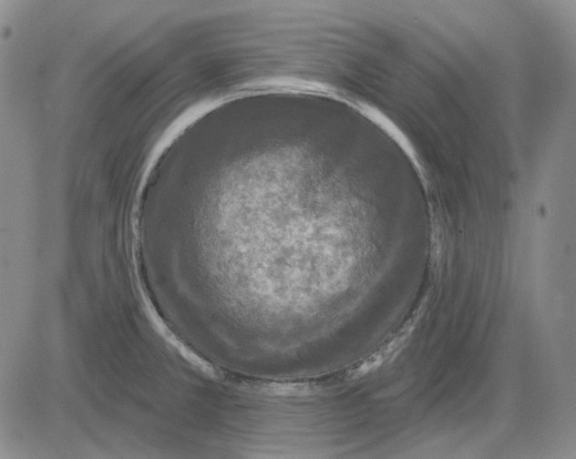 X0000083651381200703051715