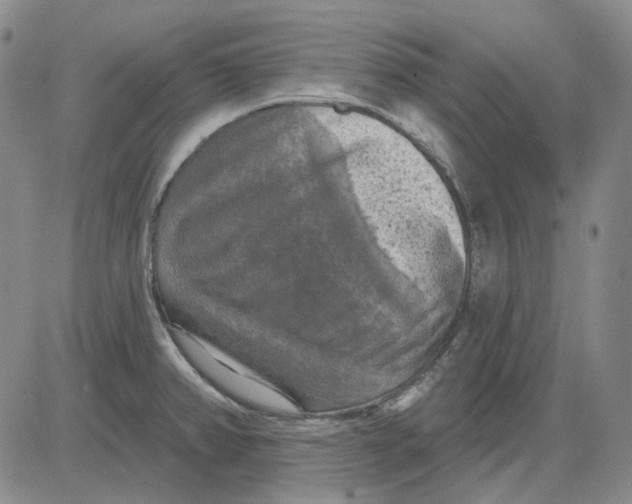 X0000083651382200703051715