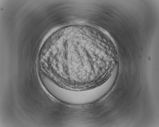X0000083651432200703051715