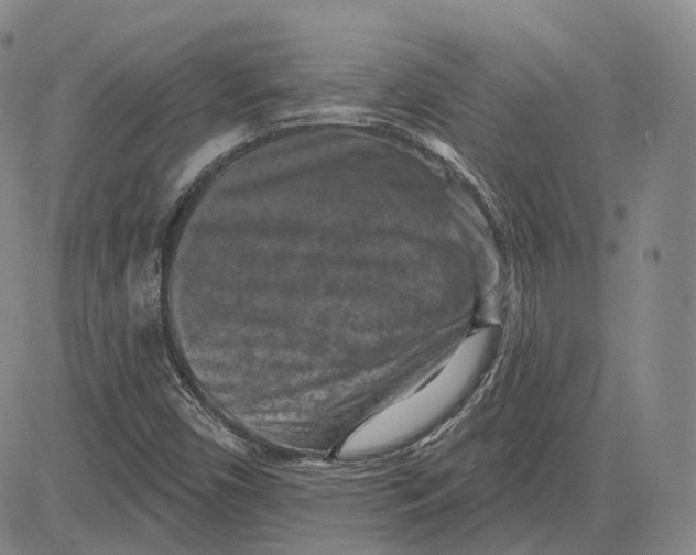X0000083651450200703051714