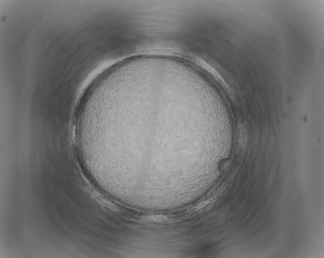 X0000083651462200703051714