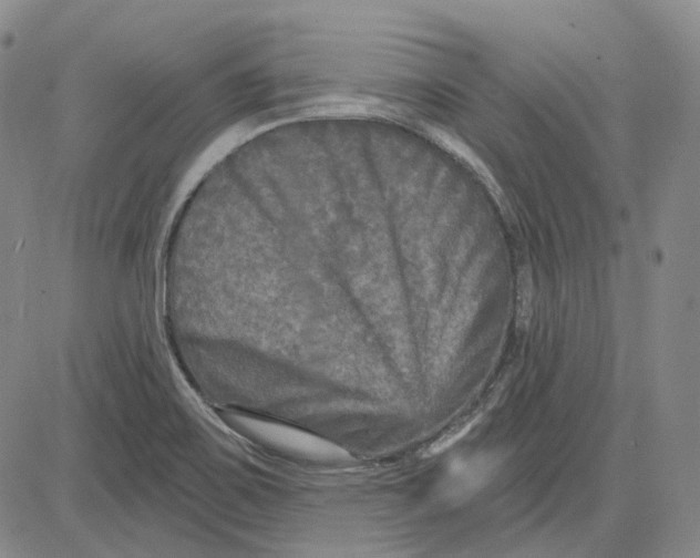 X0000083651467200703051714