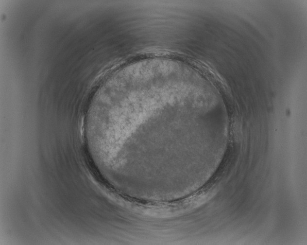 X0000083650024200703121757