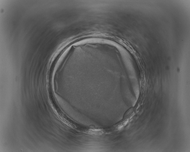 X0000083650055200703121756