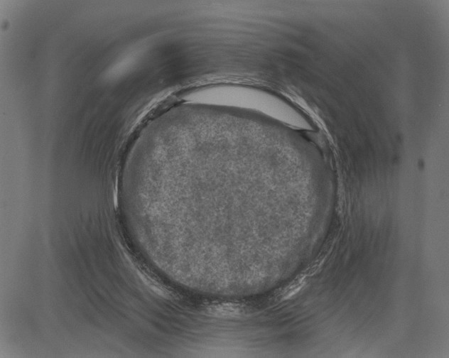 X0000083650062200703121756