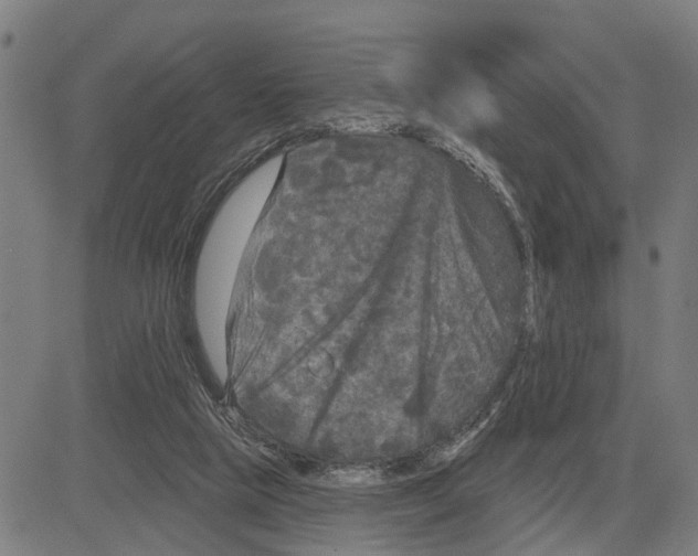 X0000083650065200703121756